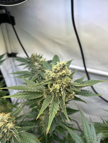 Growreport Bild 1