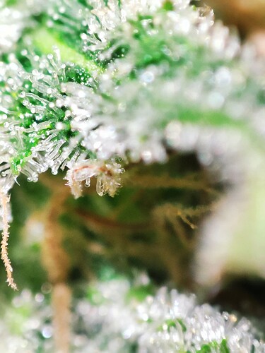 Growreport Bild 75