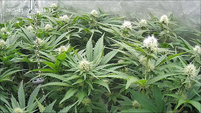 Growreport Bild 42