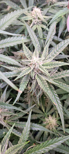 Growreport Bild 29