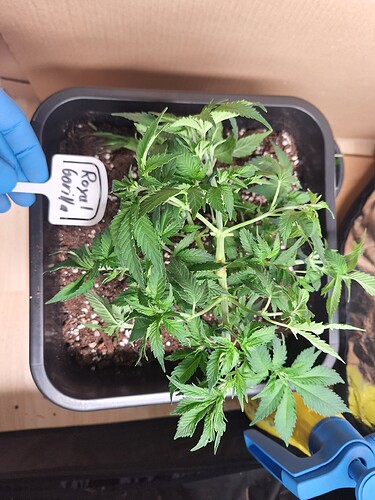 Growreport Bild 10