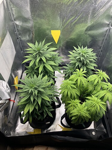 Growreport Bild 4