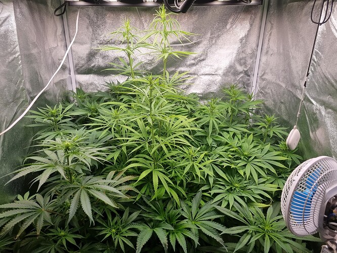 Mehrere Cannabispflanzen in einem Zelt, die sich in der Wachstumsphase befinden. Eine Pflanze in der Mitte ist deutlich größer und zeigt Anzeichen von beginnender Blüte. Ein Ventilator ist im Vordergrund rechts zu sehen.