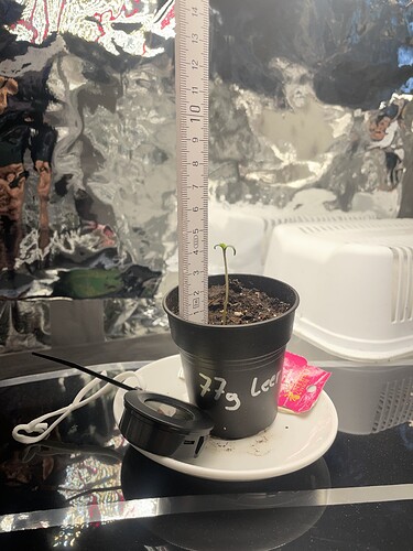 Growreport Bild 6