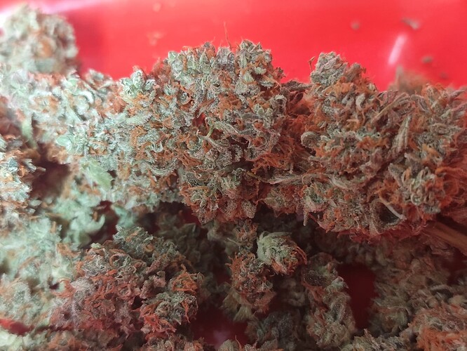 Growreport Bild 2