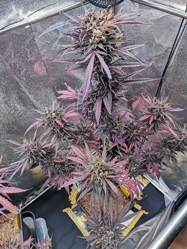 green Gelato lila 2024