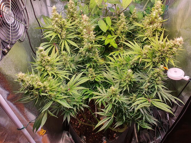 Growreport Bild 2