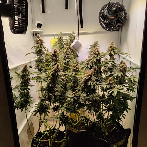 Growreport Bild 1