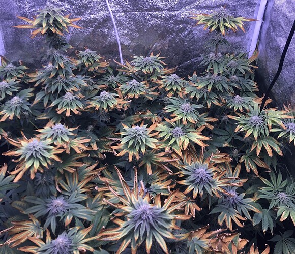 Growreport Bild 3