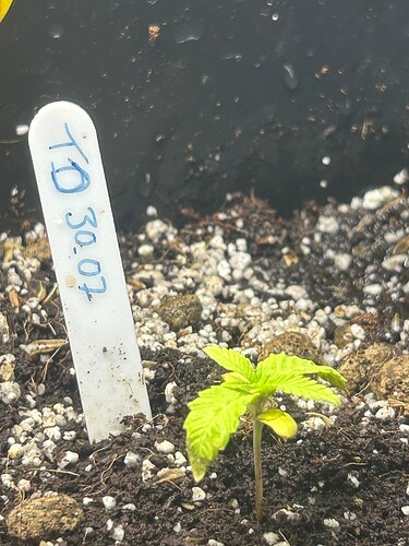 Growreport Bild 43