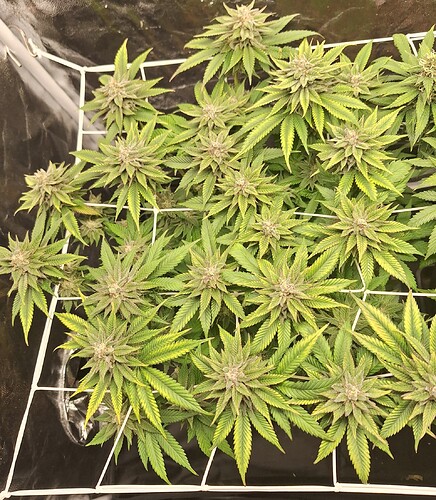 Growreport Bild 23