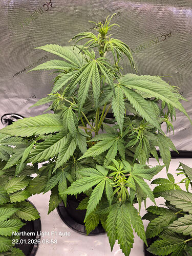 Eine einzelne Cannabis-Pflanze in einem Growzelt, aufgenommen von oben.