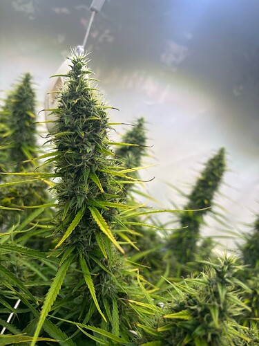 Growreport Bild 7
