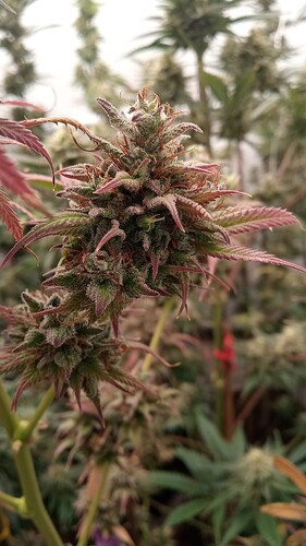 Growreport Bild 27