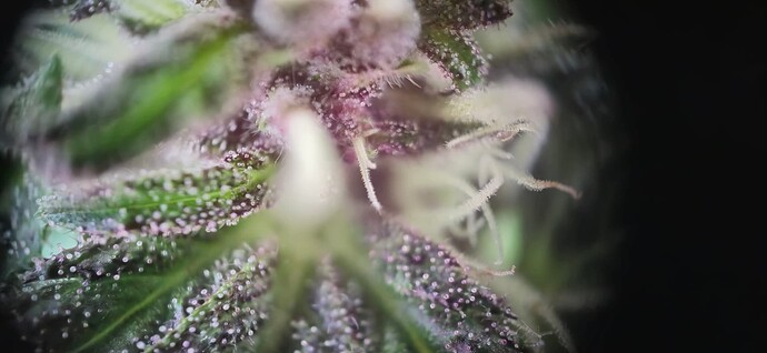 Growreport Bild 25