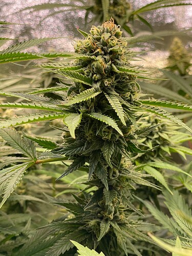 Growreport Bild 39