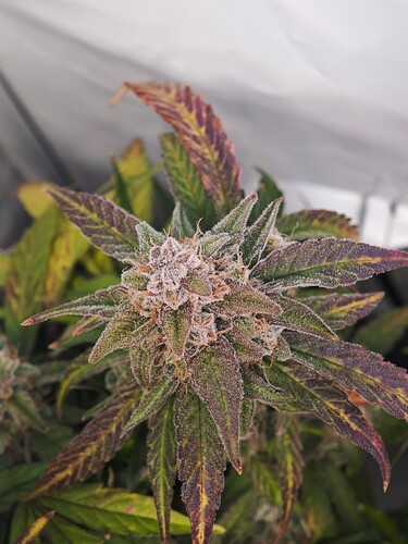 MVIMG_20251125_180941