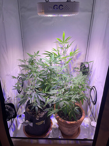 Growreport Bild 1