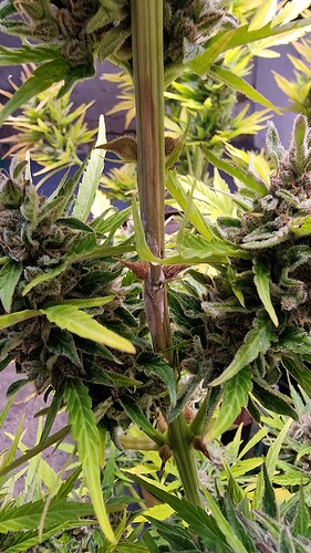 Growreport Bild 3