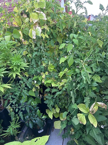 Growreport Bild 47