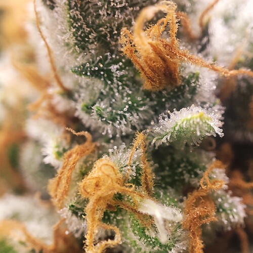 Growreport Bild 72