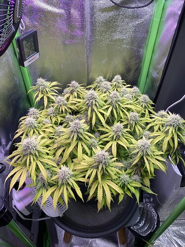 Growreport Bild 70
