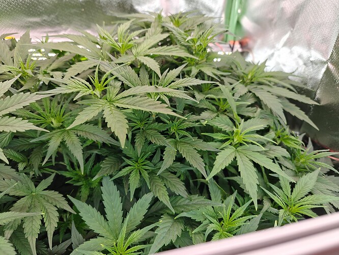 Growreport Bild 21