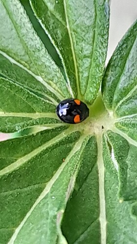 Growreport Bild 28
