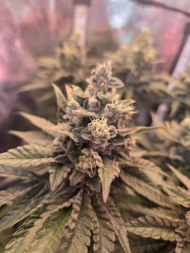 Nahaufnahme einer Cannabisblüte mit Foxtails in einem Growzelt.