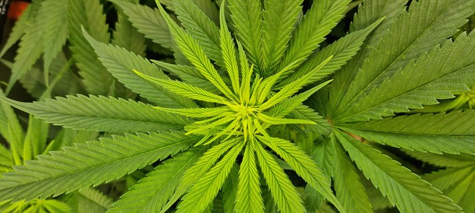 Growreport Bild 4