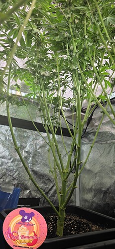 Growreport Bild 26