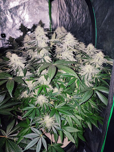 Growreport Bild 8