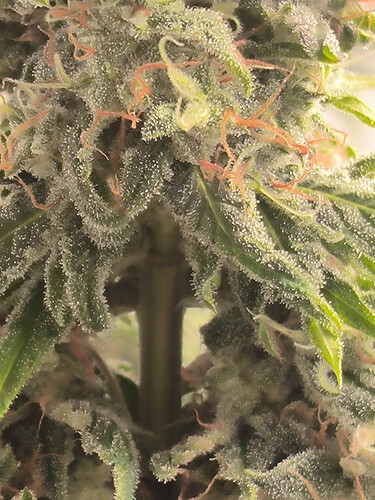 Growreport Bild 13