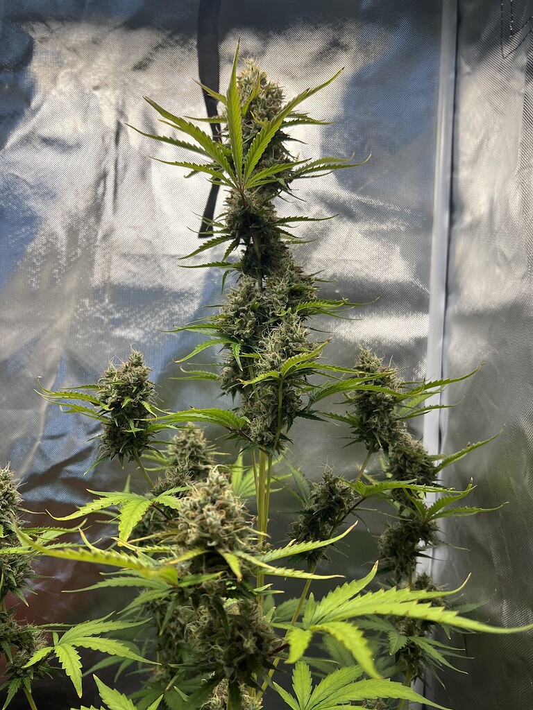 Automatics Trichome werden nicht Braun Anfänger Forum