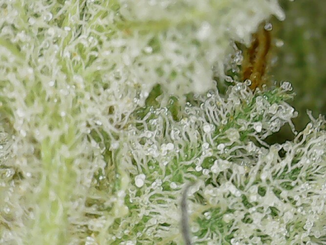 Growreport Bild 3