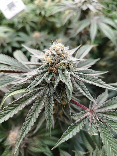 Growreport Bild 9