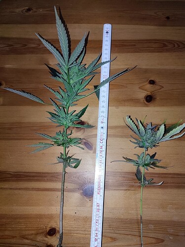 Growreport Bild 9