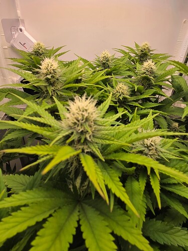 Growreport Bild 5