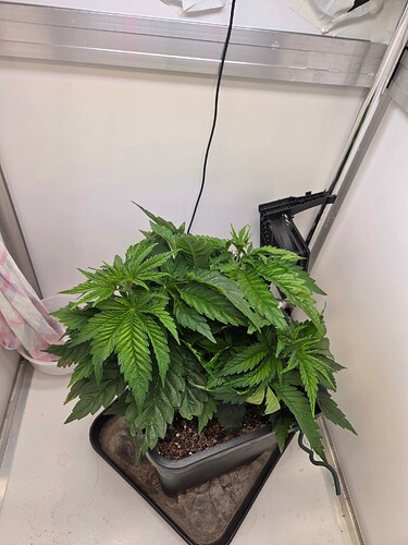 Growreport Bild 3