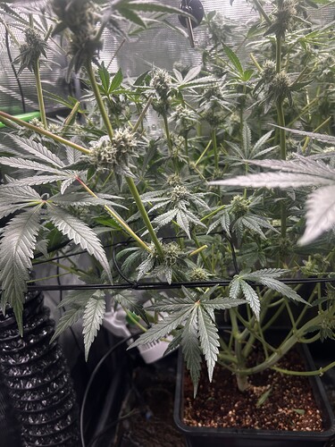Growreport Bild 41
