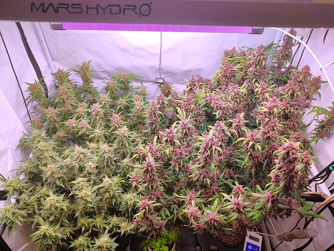 Growreport Bild 5
