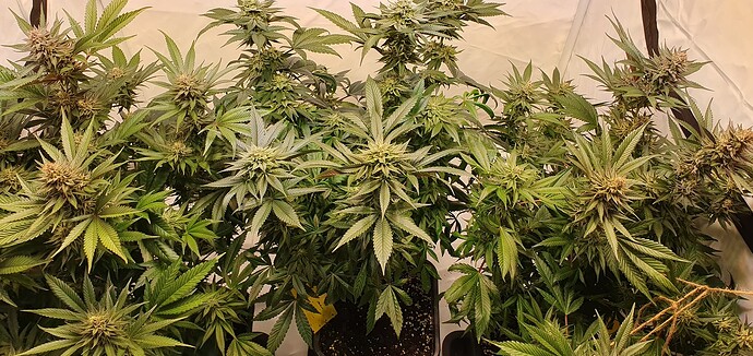 Growreport Bild 2