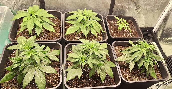 Growreport Bild 7