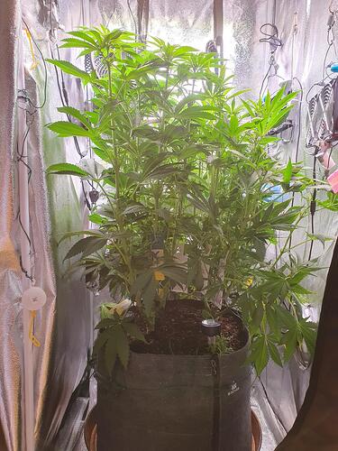 Growreport Bild 4