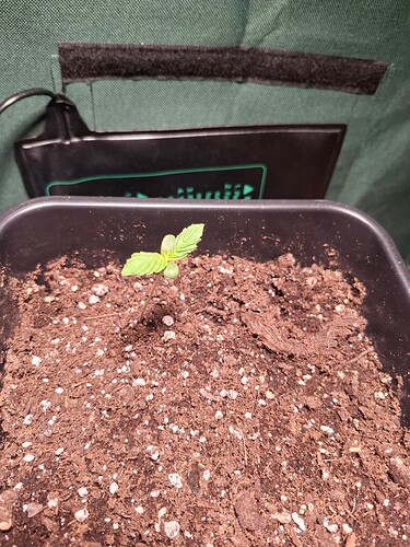 Growreport Bild 2