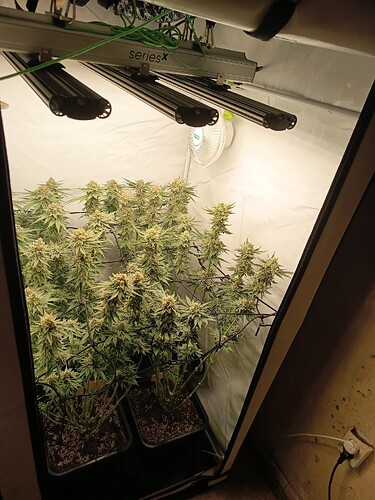 Growreport Bild 27