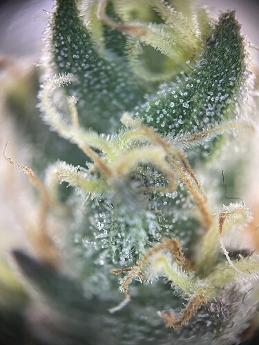Growreport Bild 40
