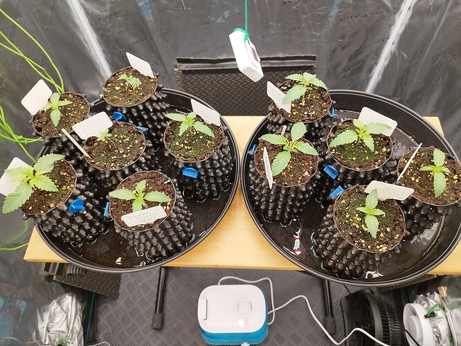 Growreport Bild 4