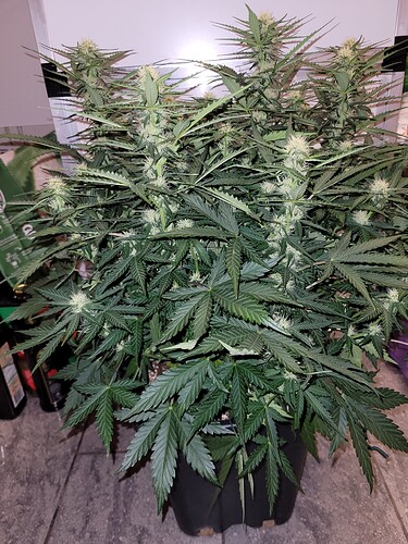 Growreport Bild 8