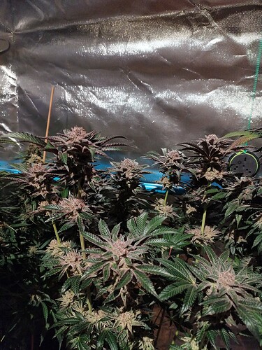 Growreport Bild 35